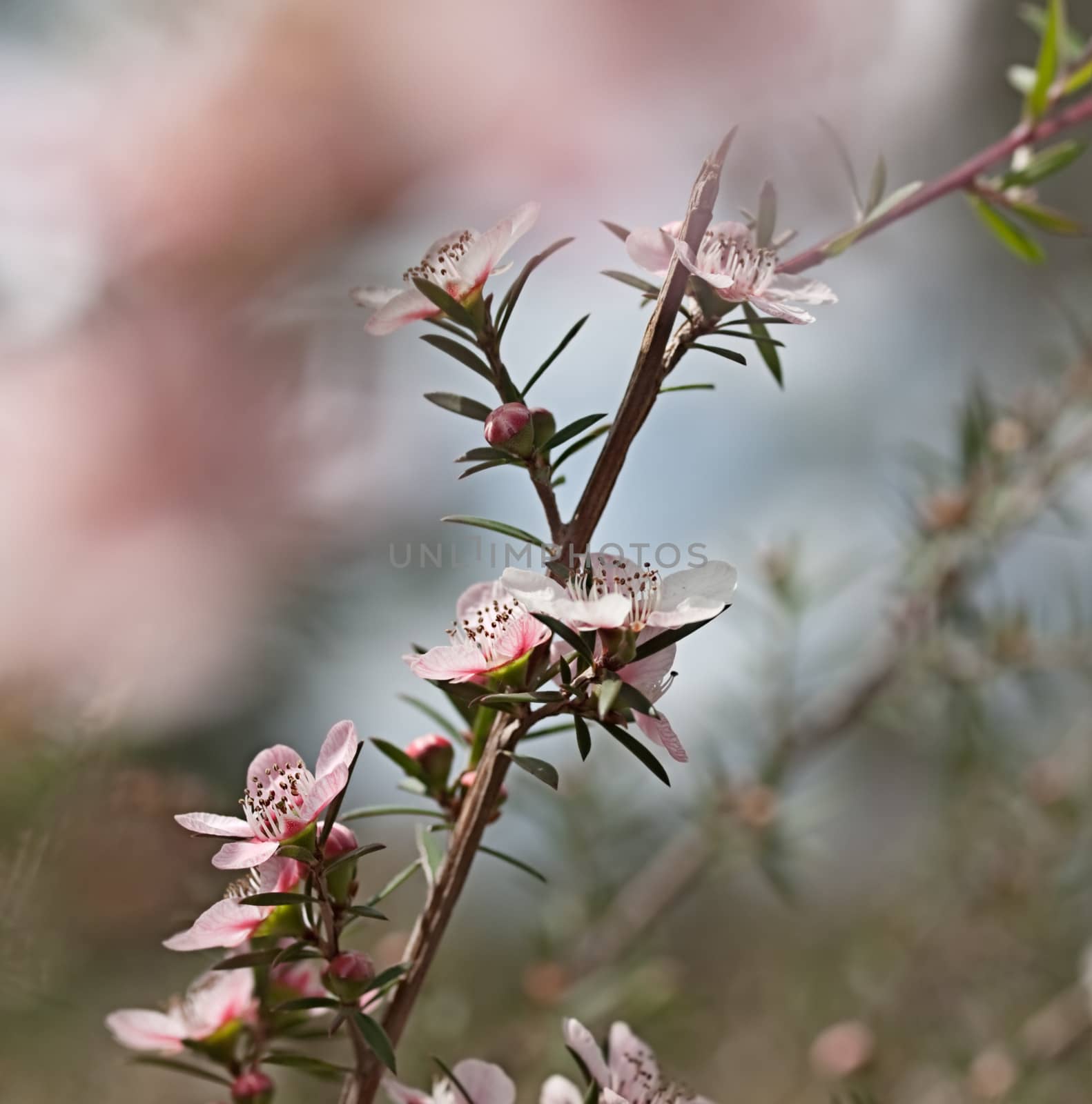 Australian tea tree wildflower Leptospernum Pink Cascade flower in spring