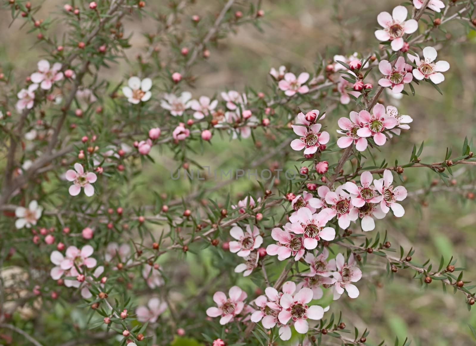 Springtime Australian tea tree wildflower Leptospernum Pink Cascade flower in spring