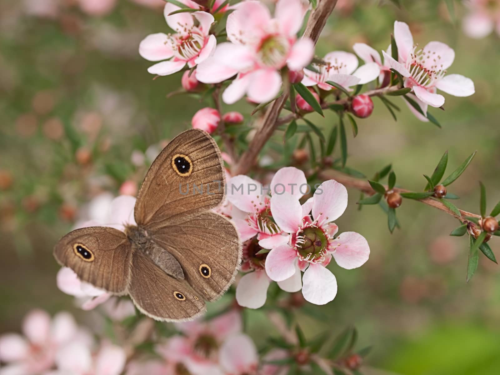 Springtime Australian Dingy Ring or Dusky Knight Ypthima arctous butterfly ID on native wildflower leptospernum pink cascade flowers in spring