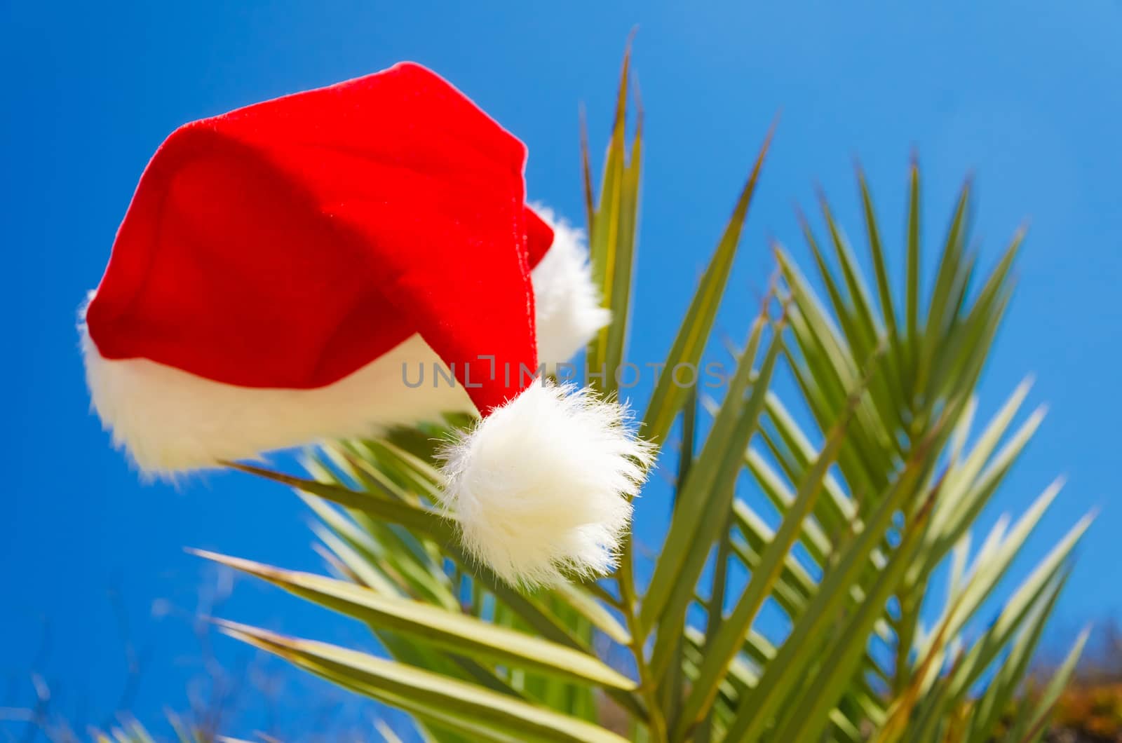 Christmas hat on palm tree - holiday concept