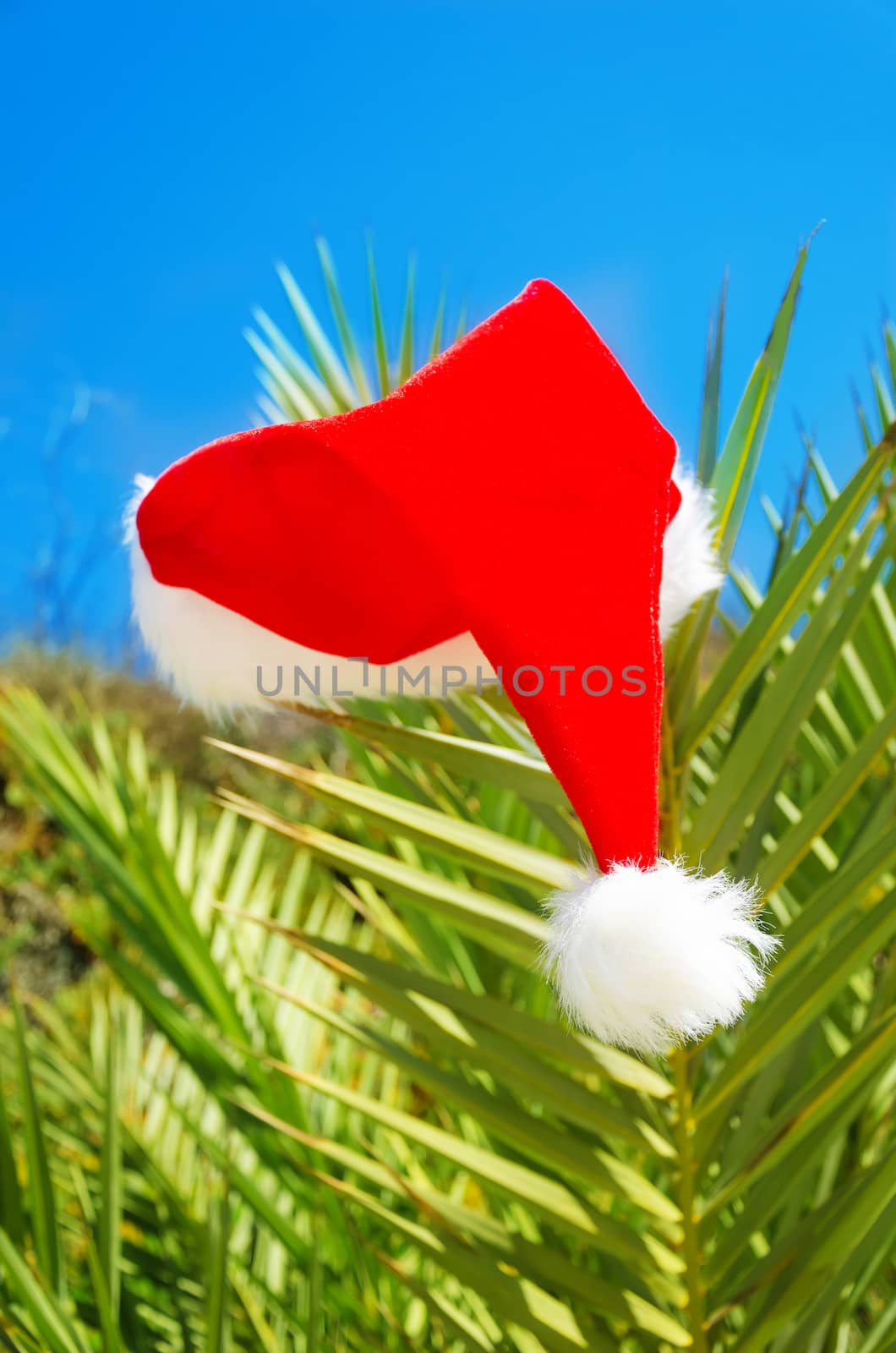Christmas hat on palm tree - holiday concept