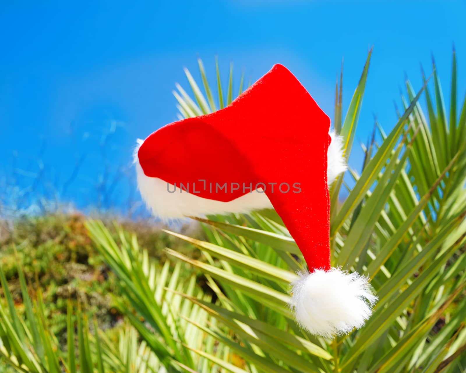 Christmas hat on palm tree - holiday concept