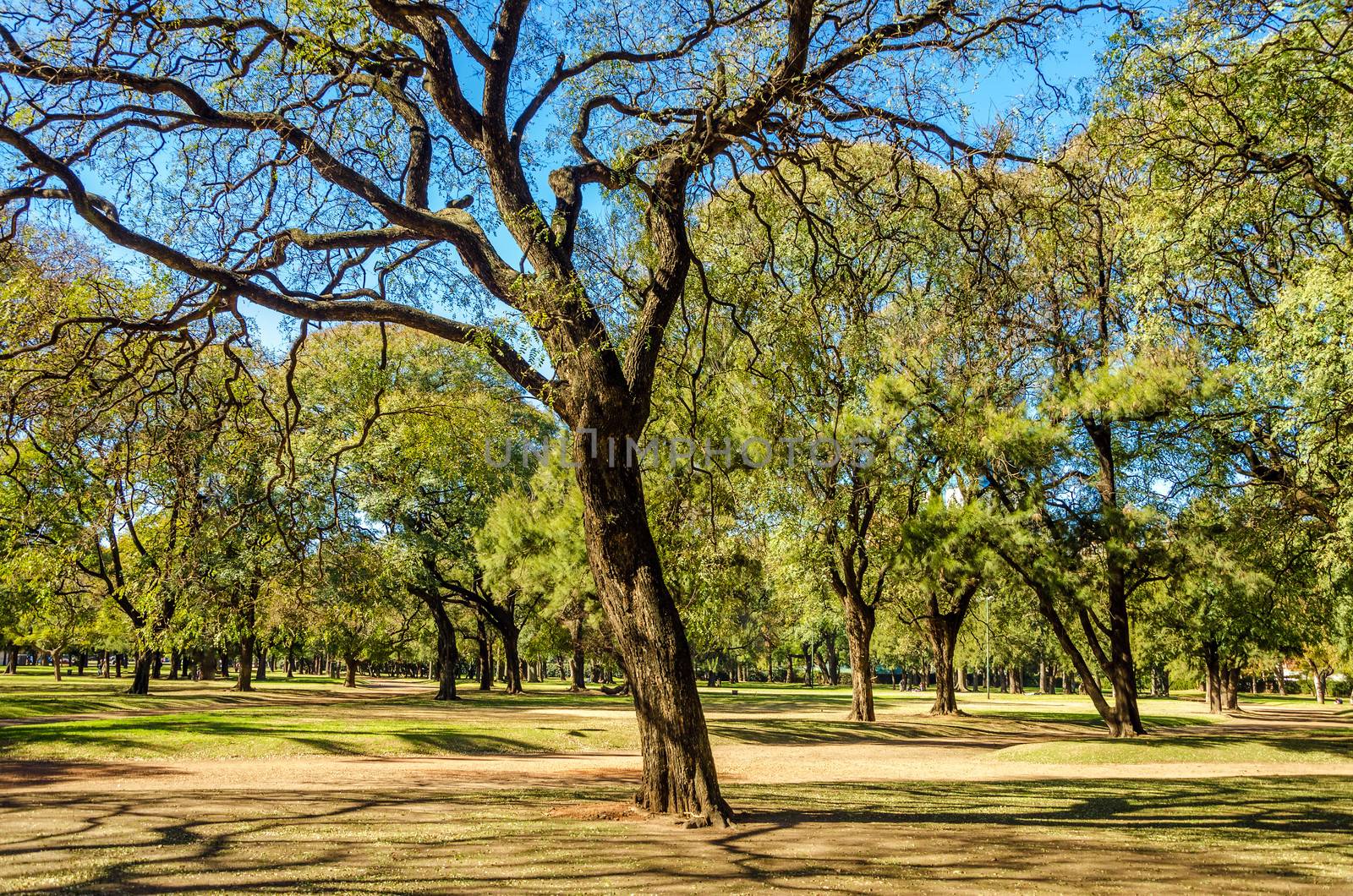 A park full of trees in Buenos Aires, Argentina