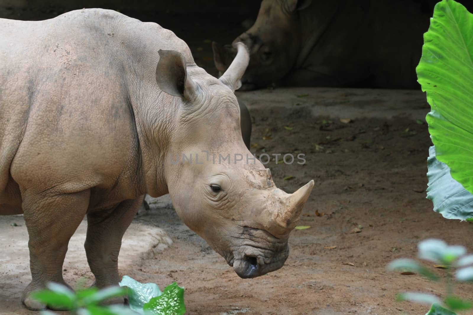 A shot of rhinos in captivity