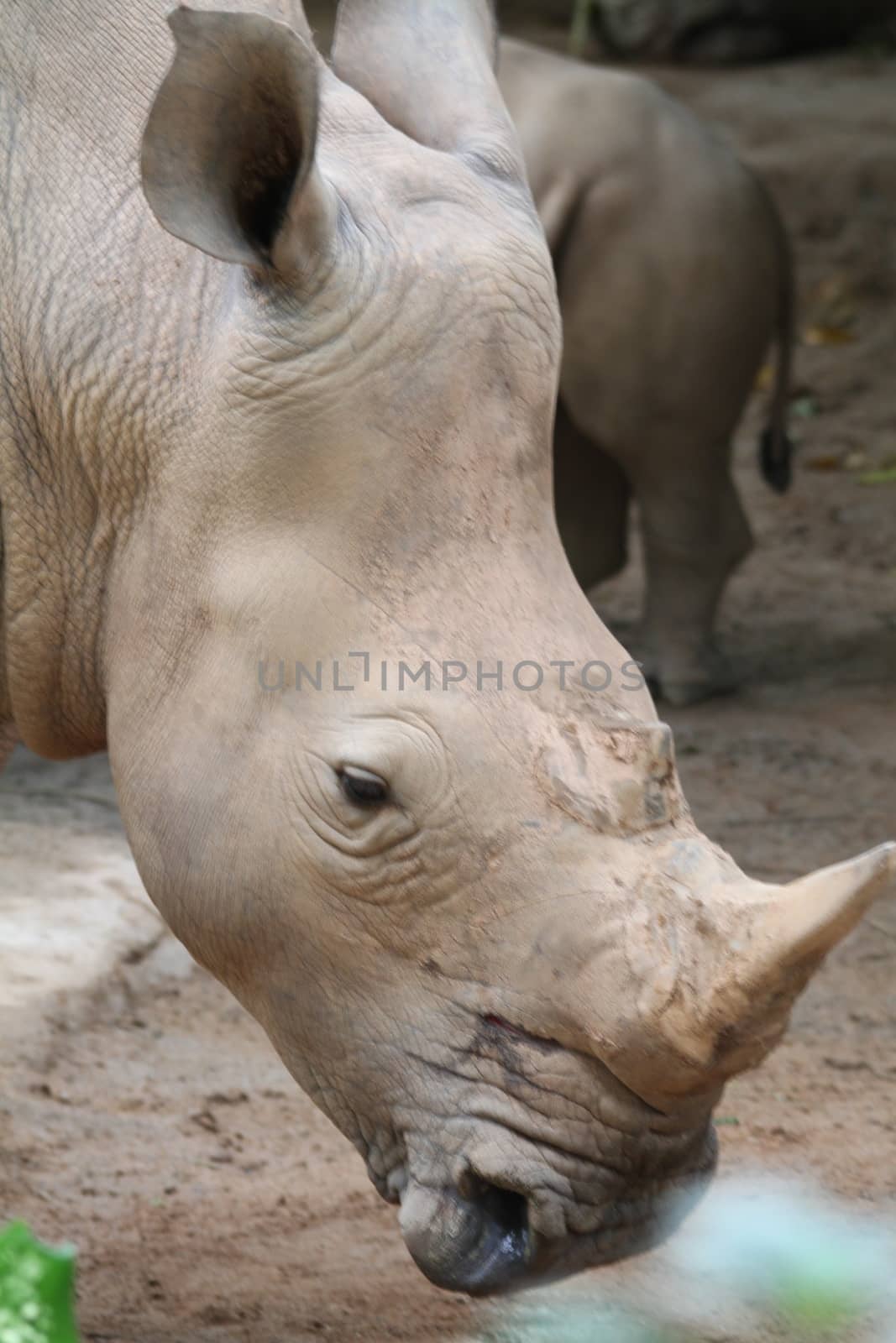 Rhino by Kitch