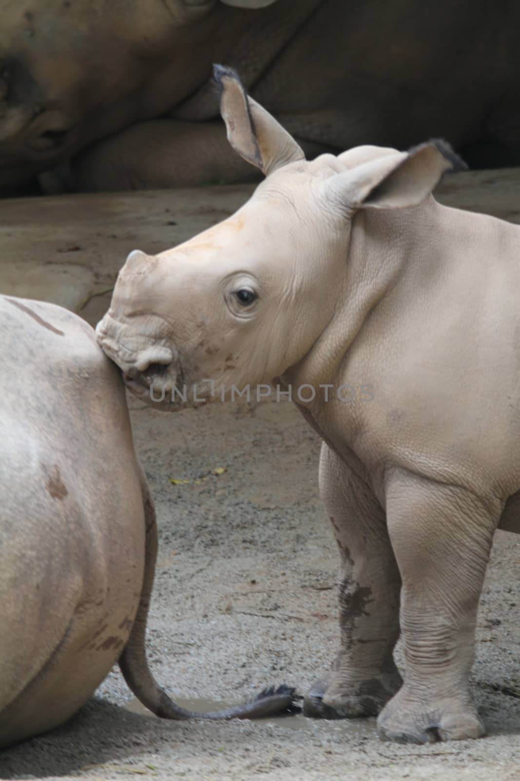 A shot of rhinos in captivity