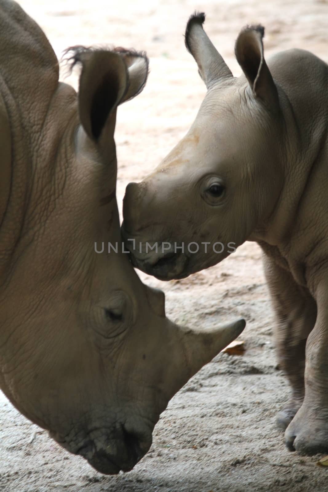 A shot of rhinos in captivity