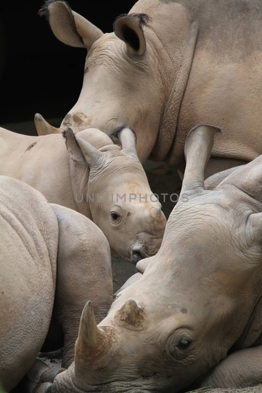 A shot of rhinos in captivity