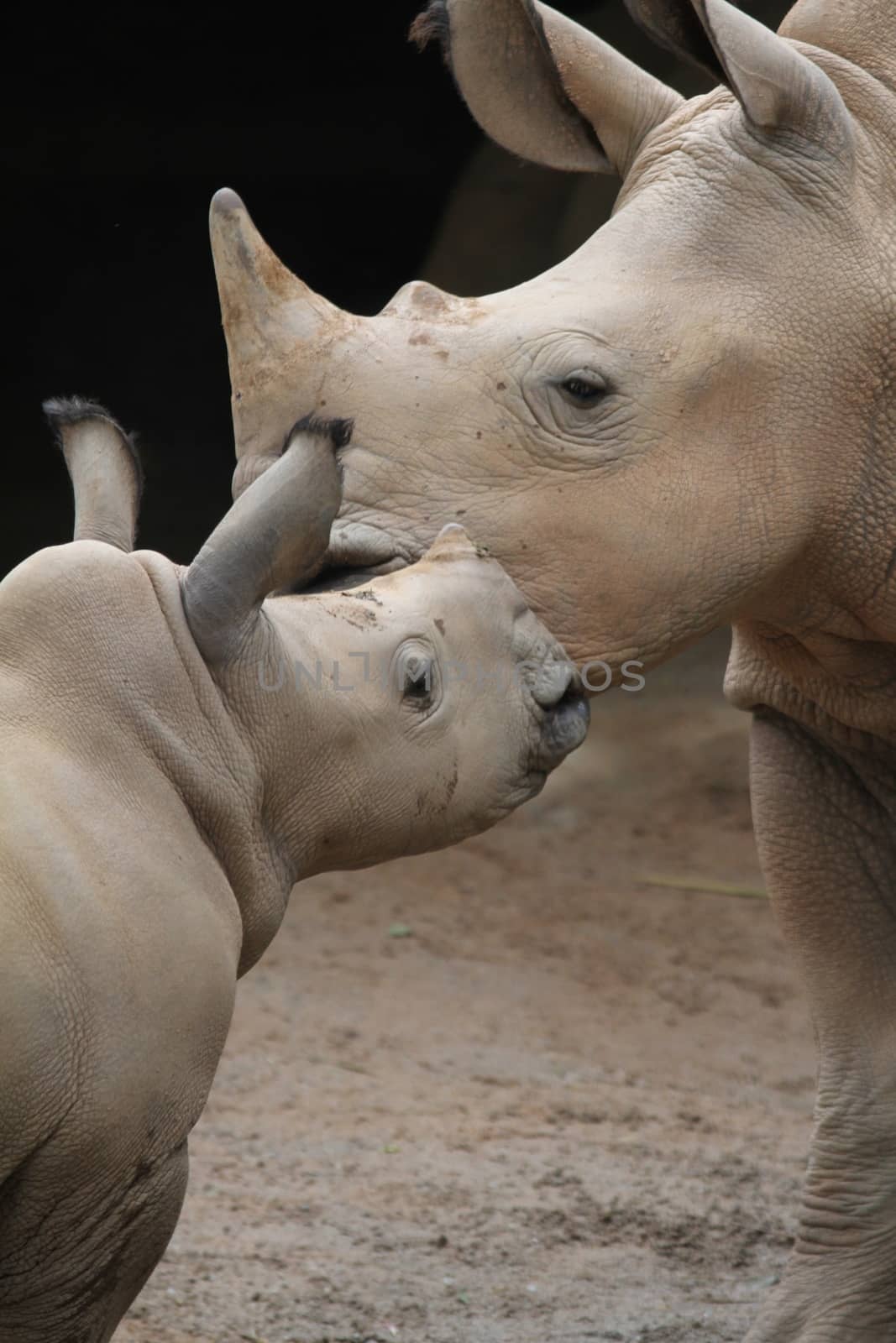 A shot of rhinos in captivity