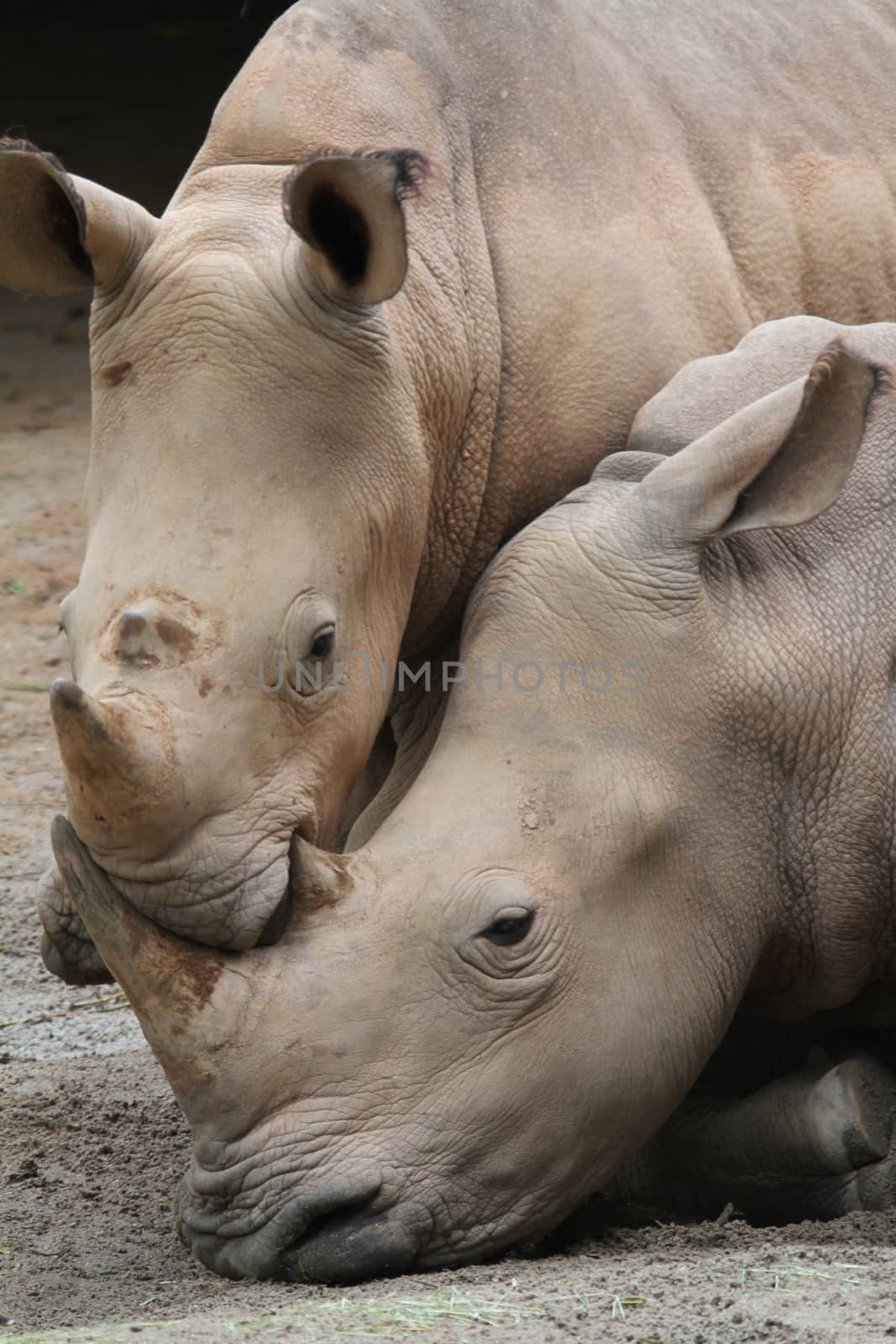 Rhino by Kitch