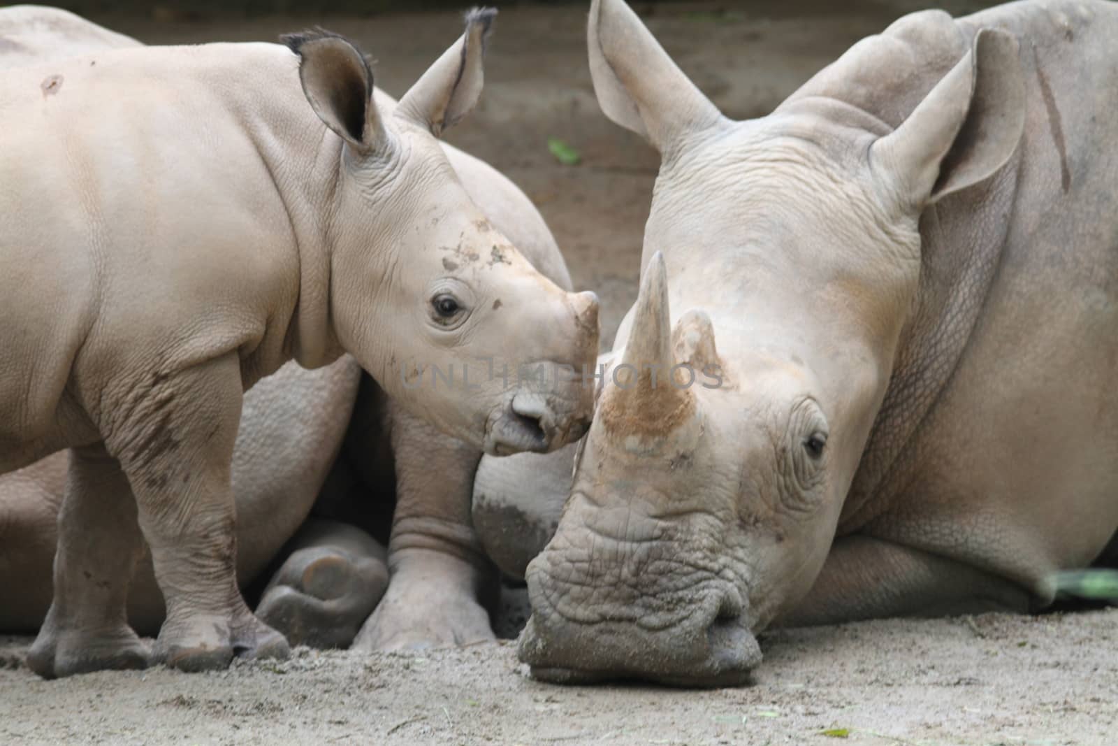 A shot of rhinos in captivity