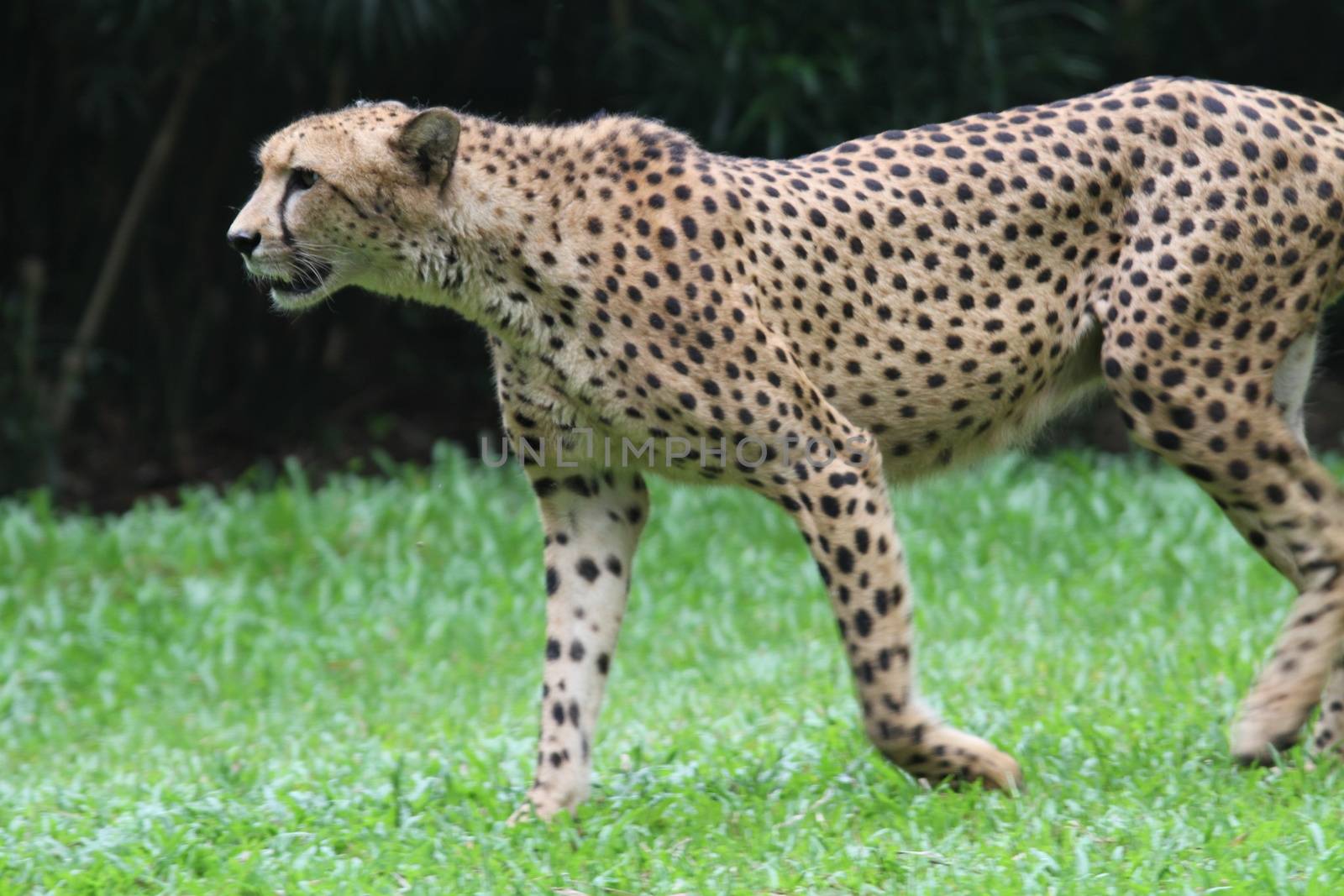 A shot of a wild cheetah in captivity