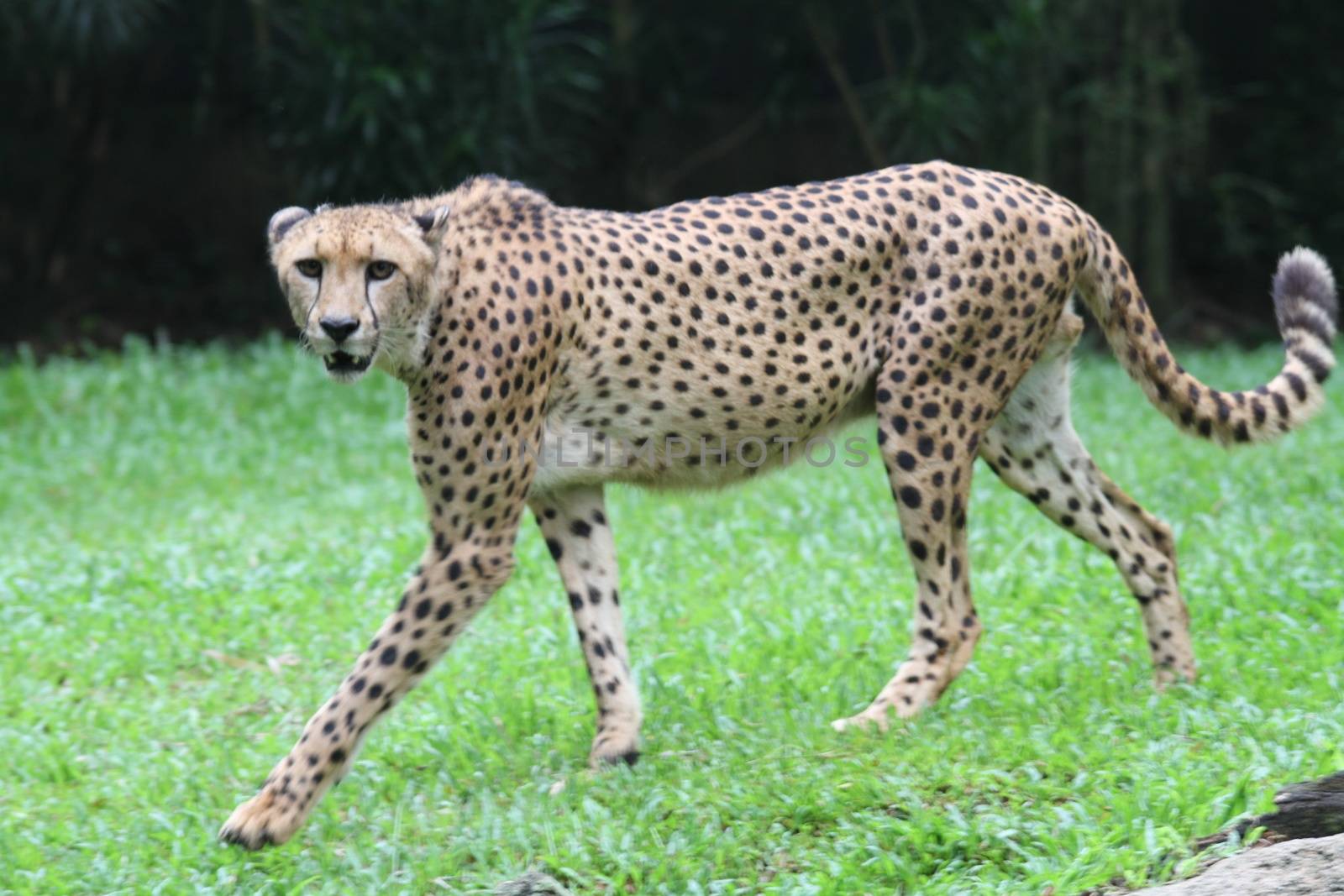 A shot of a wild cheetah in captivity