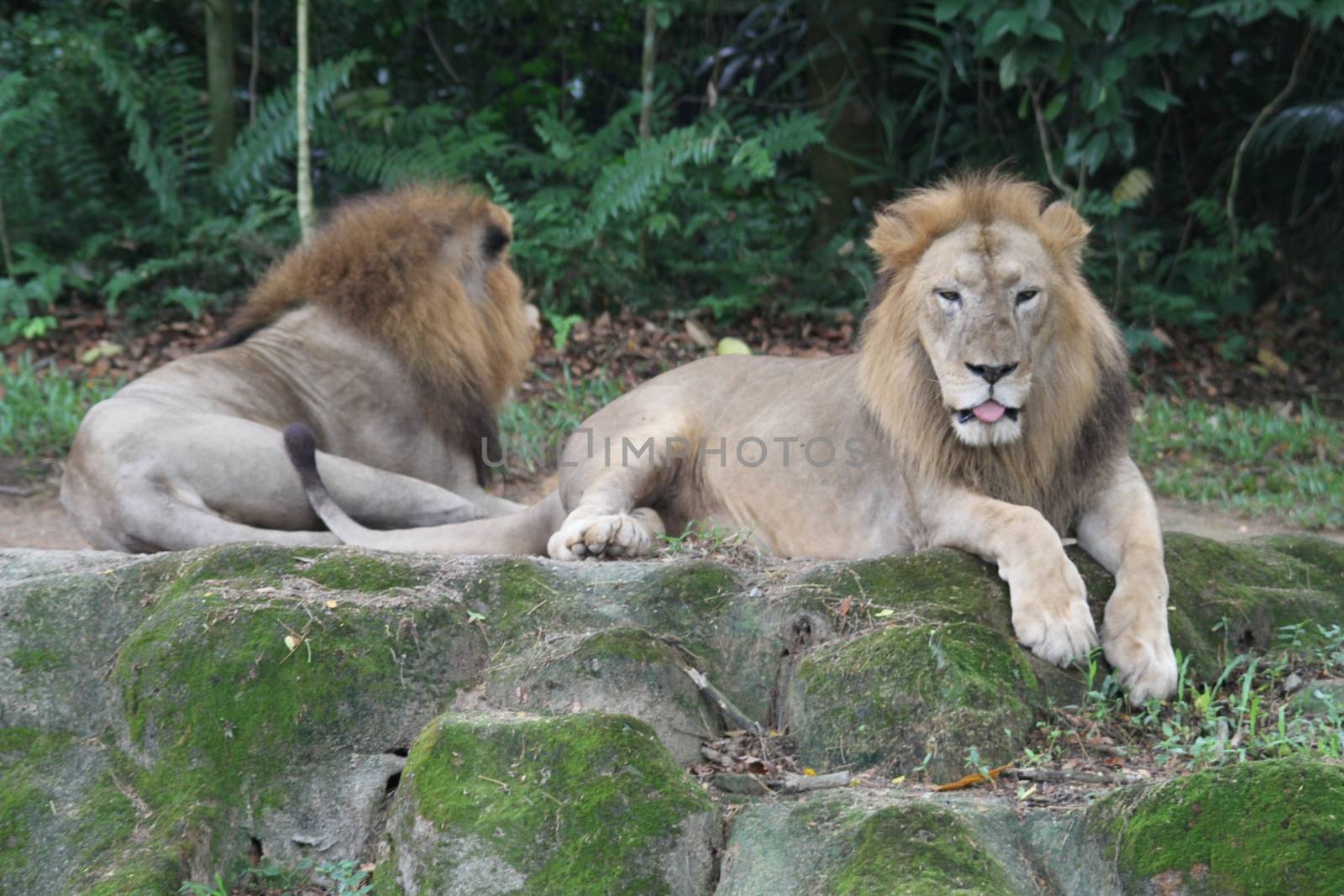 A shot of wild lions in captivity