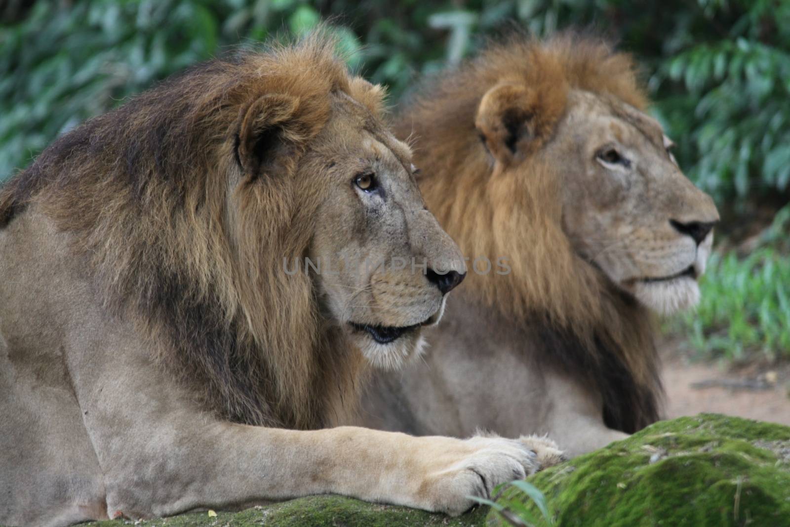 A shot of wild lions in captivity