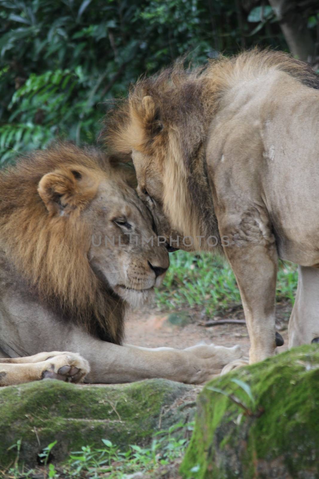 A shot of wild lions in captivity