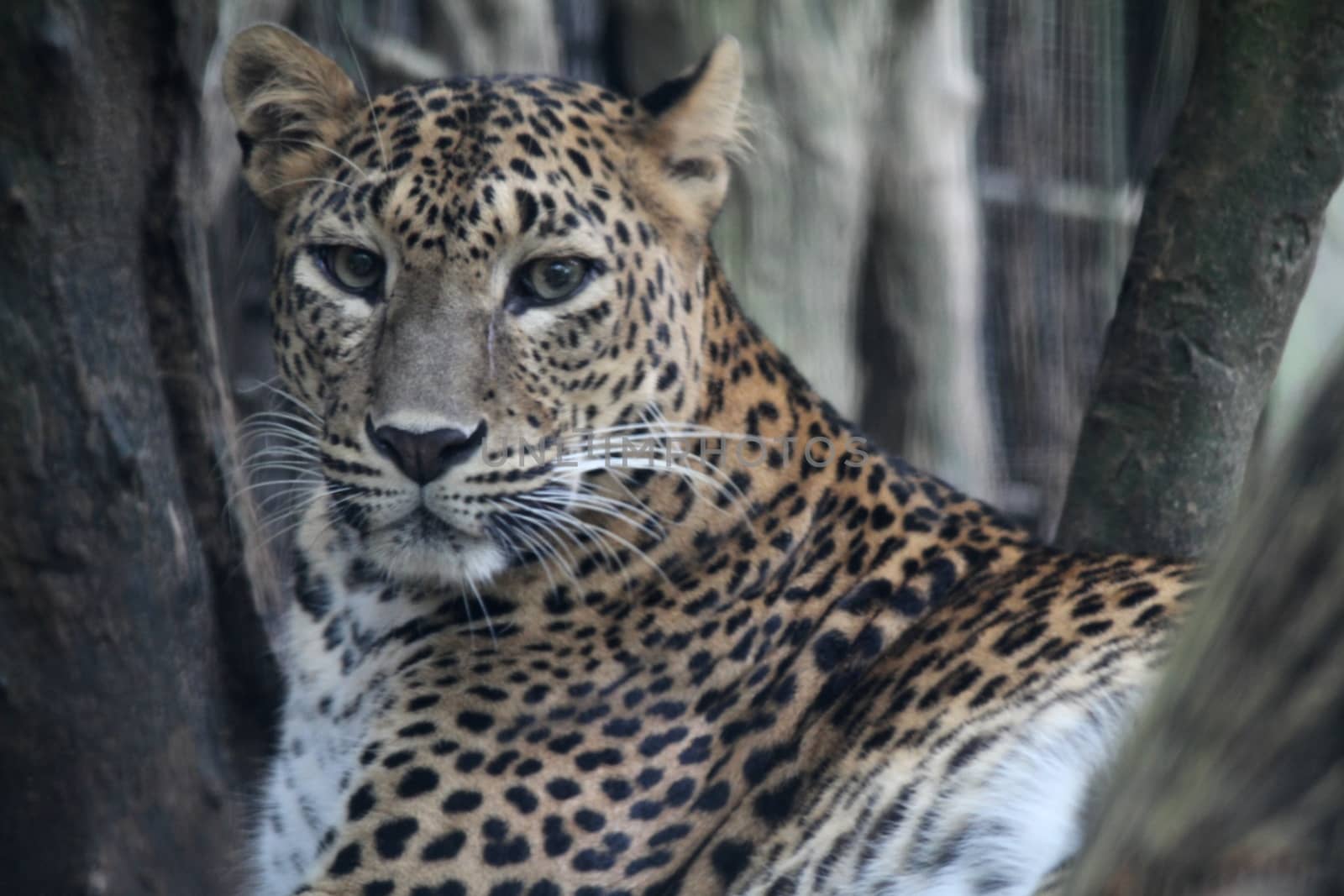A wild life shot of a leopard in captivity