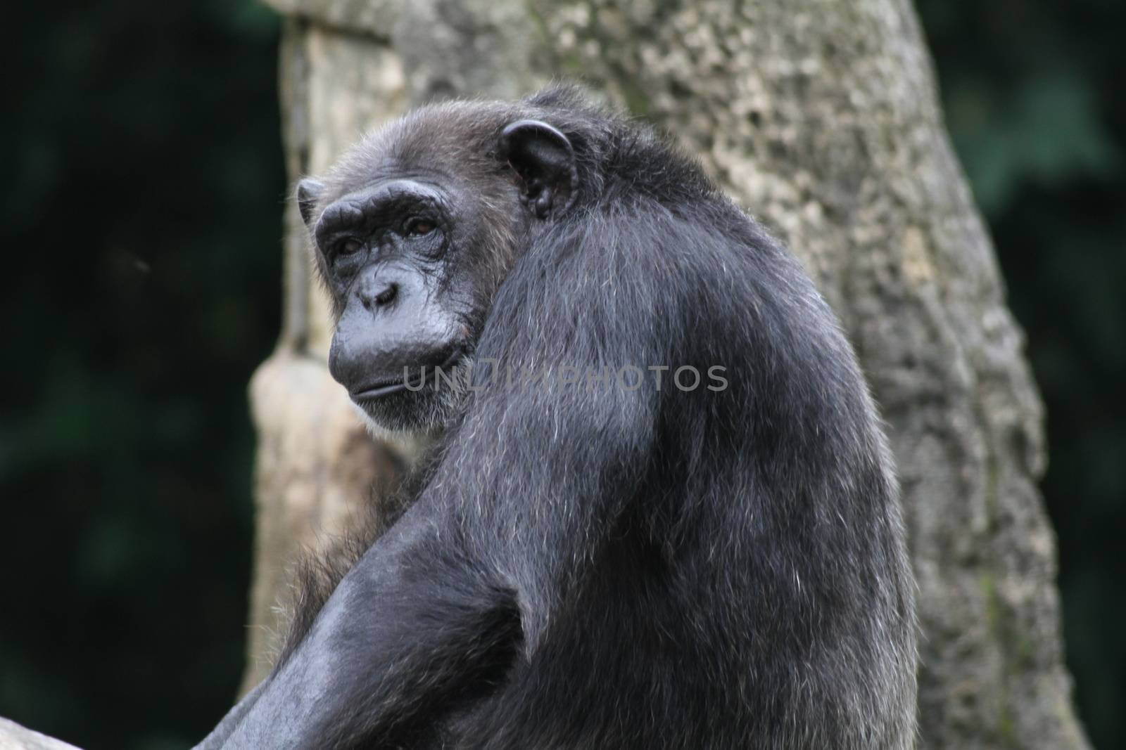 A wildlife shot of chimpanzees in captivity