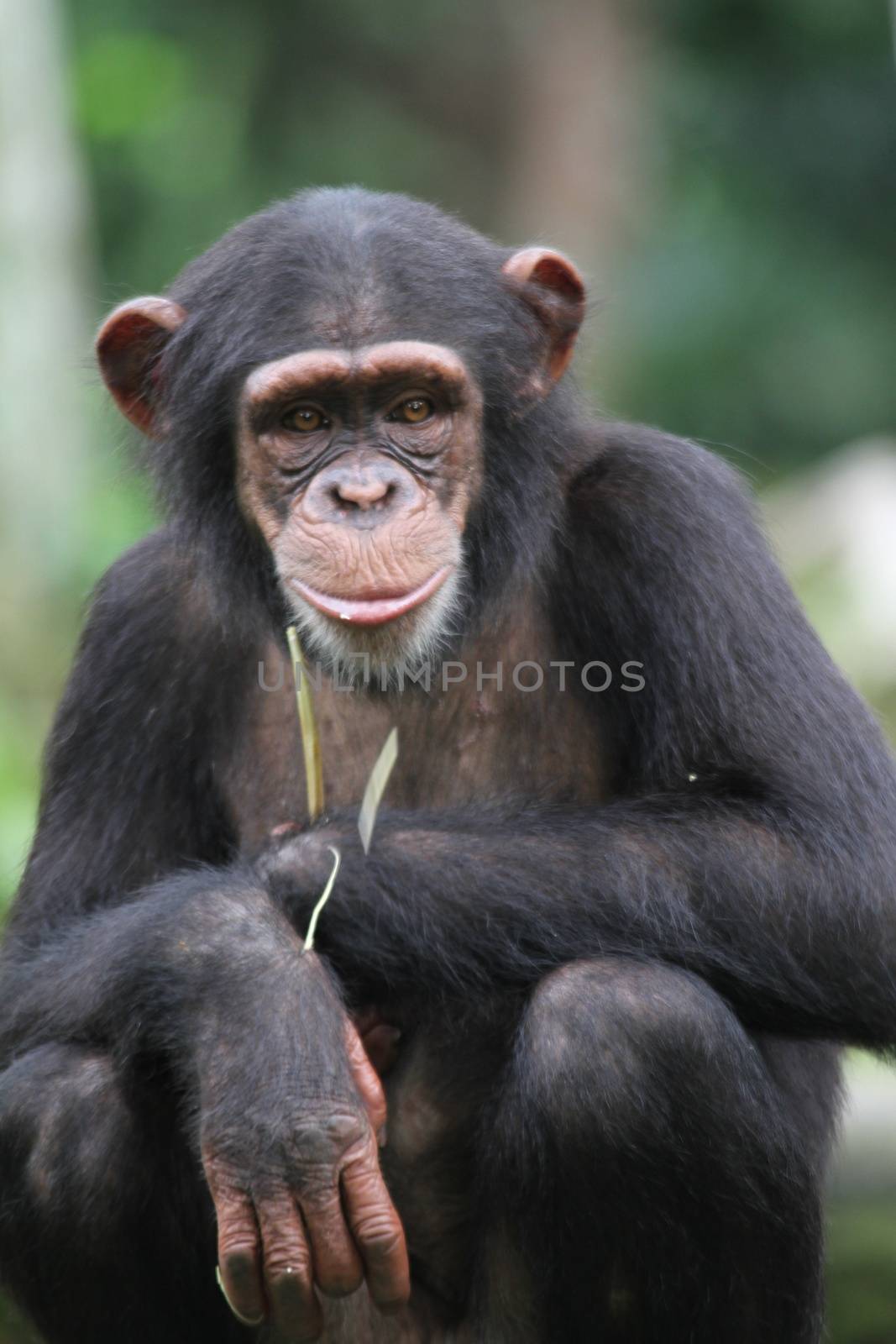 A wildlife shot of chimpanzees in captivity