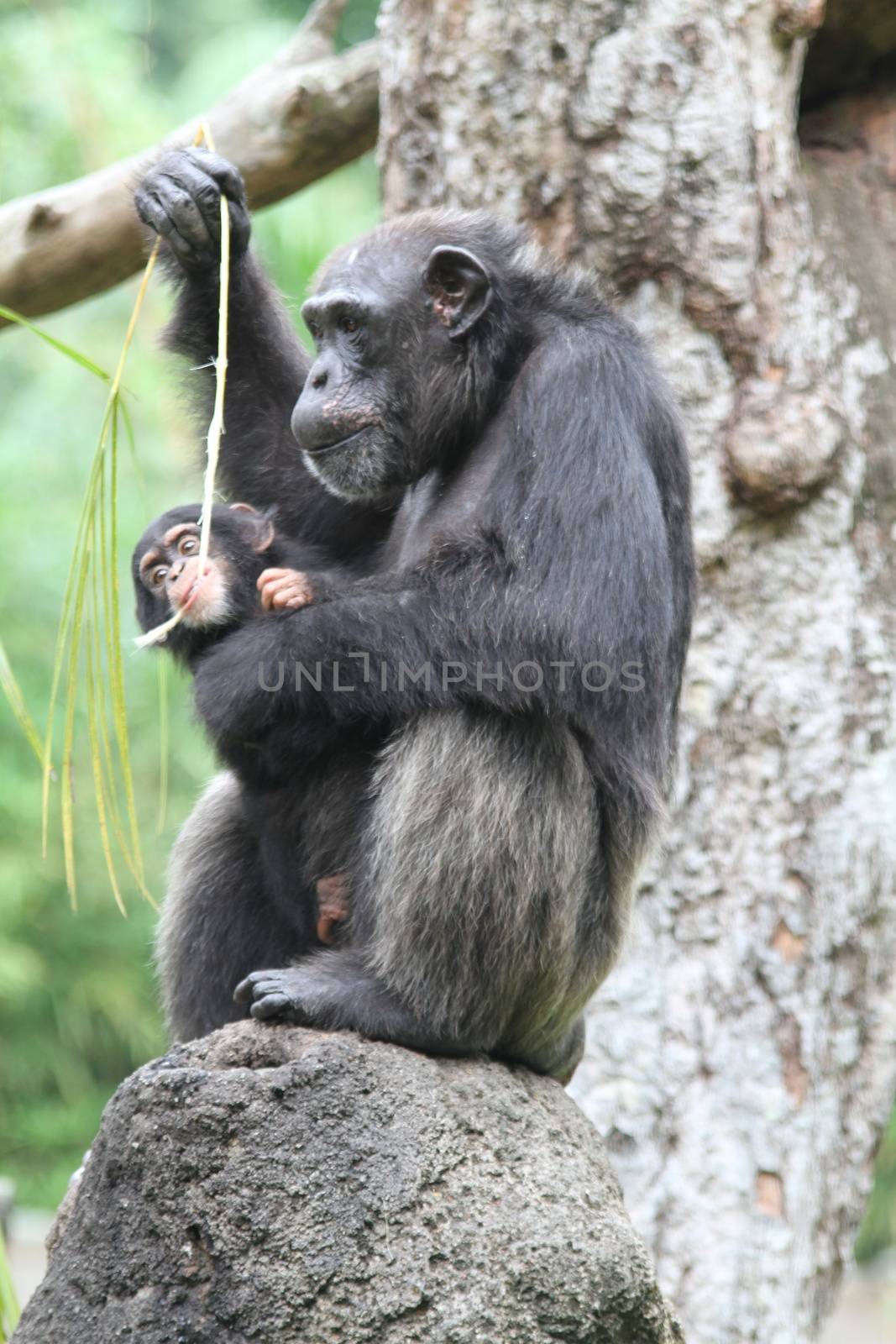 Chimpanzee by Kitch