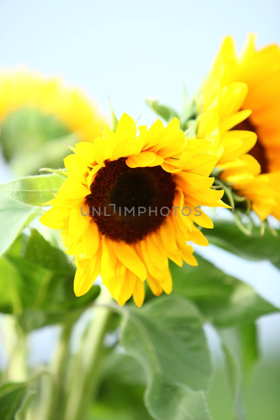 Colourful bright yellow sunflowers with their ripening seeds growing in a field outdoors