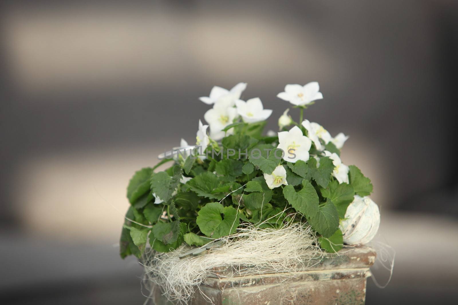 Dainty white violets growing in a container with straw covering the soil, close up view with shallow dof and copyspace
