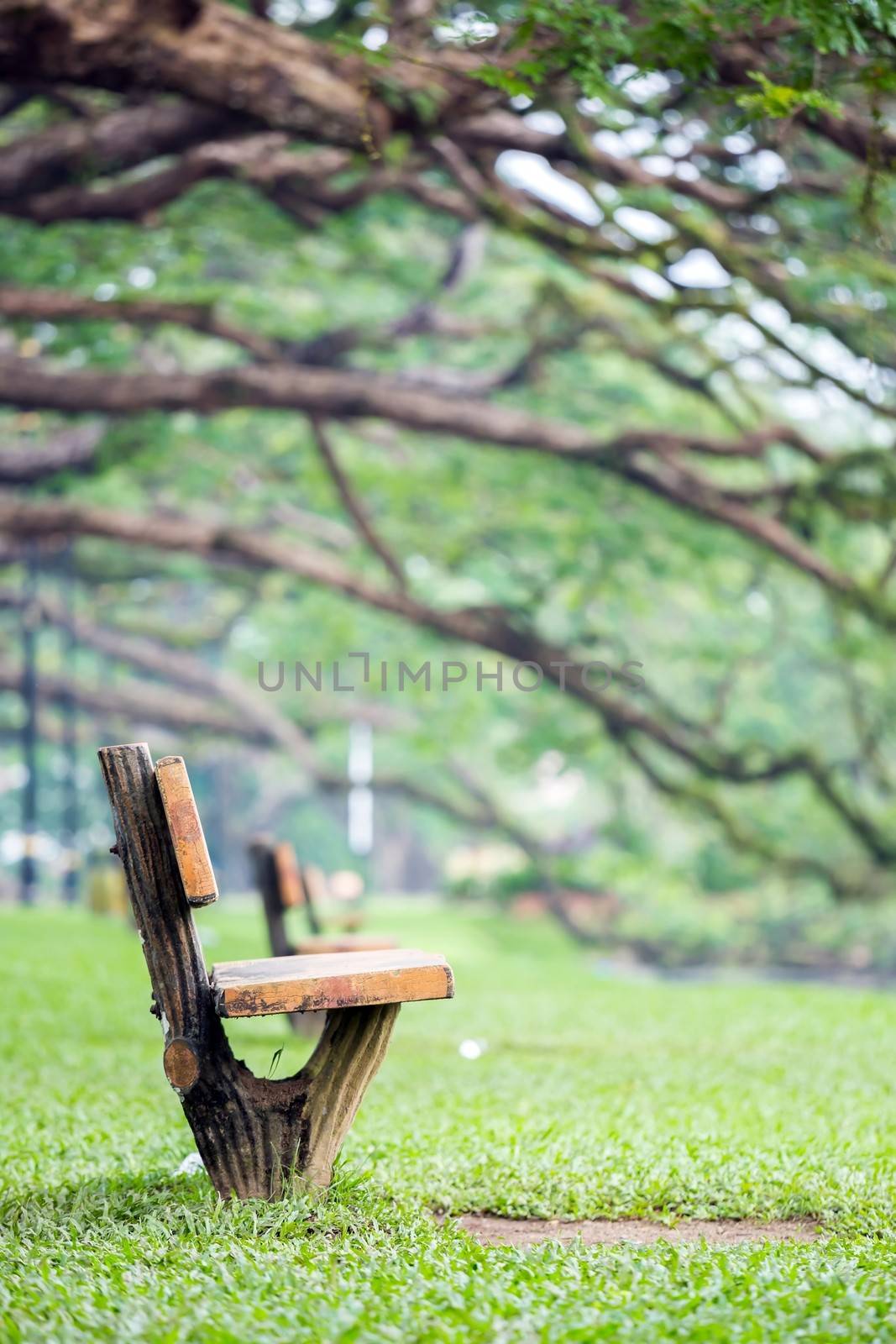 wooden chair at lake garden at taiping malaysia