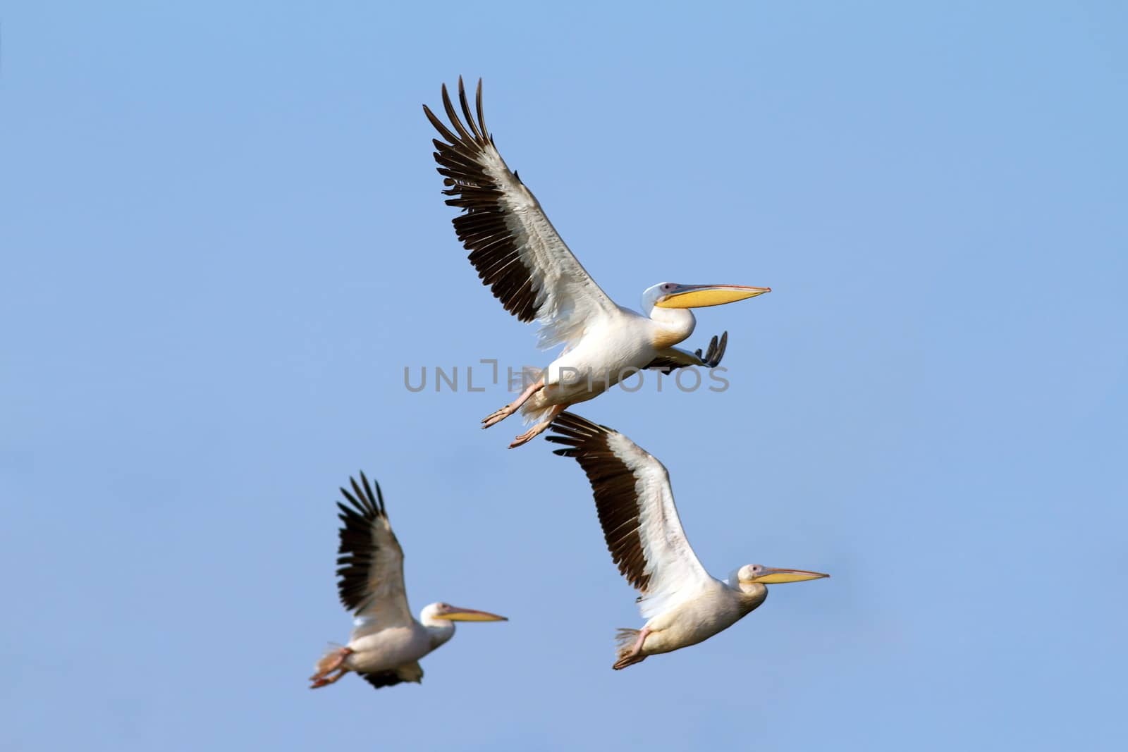 flock of pelicans flying over blue sky background - photo taken on the Danube Delta, Sahalin island