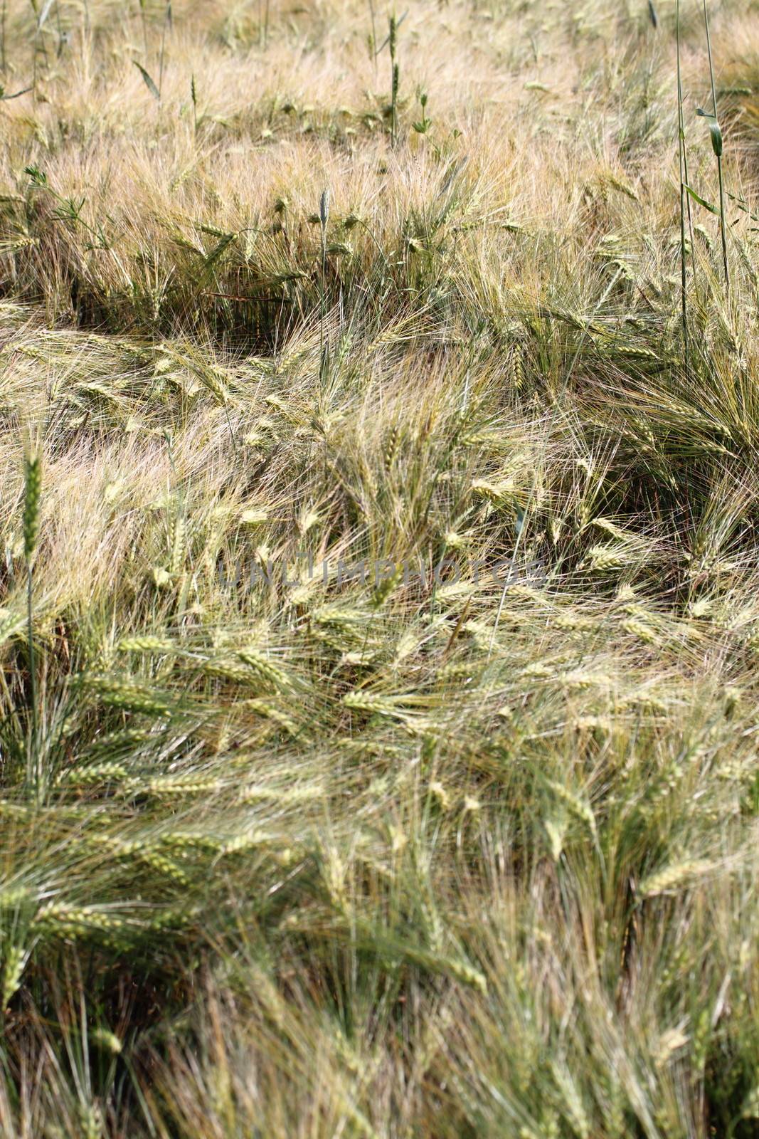 detail of wheat field after a powerful storm