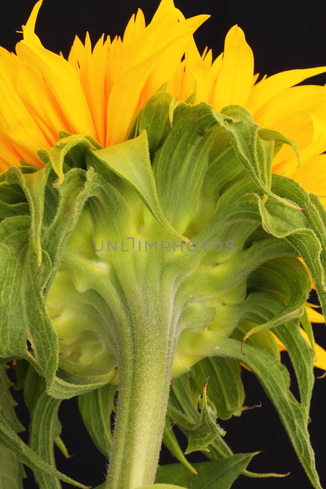 Sunflower by mitzy