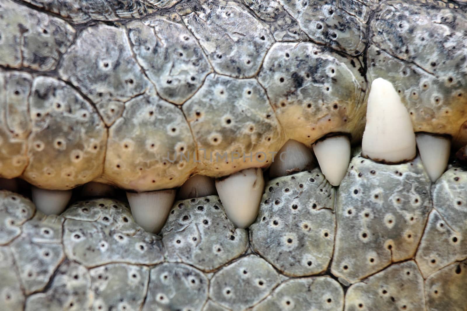 crocodile teeth by erllre