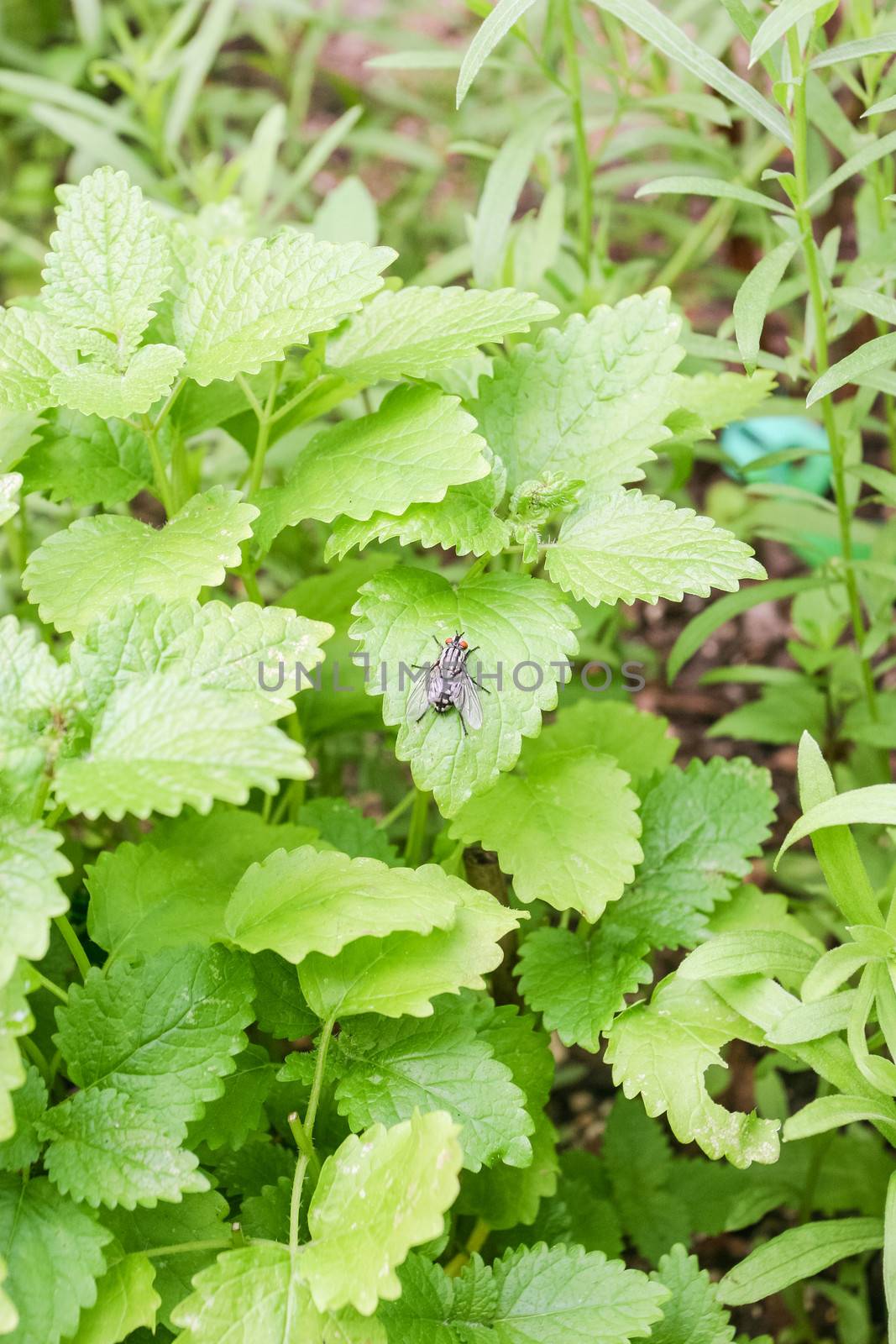 Lemon balm (Melissa officinalis) is a perennial herb in the mint family Lamiaceae, native to center-southern Europe and the Mediterranean region.