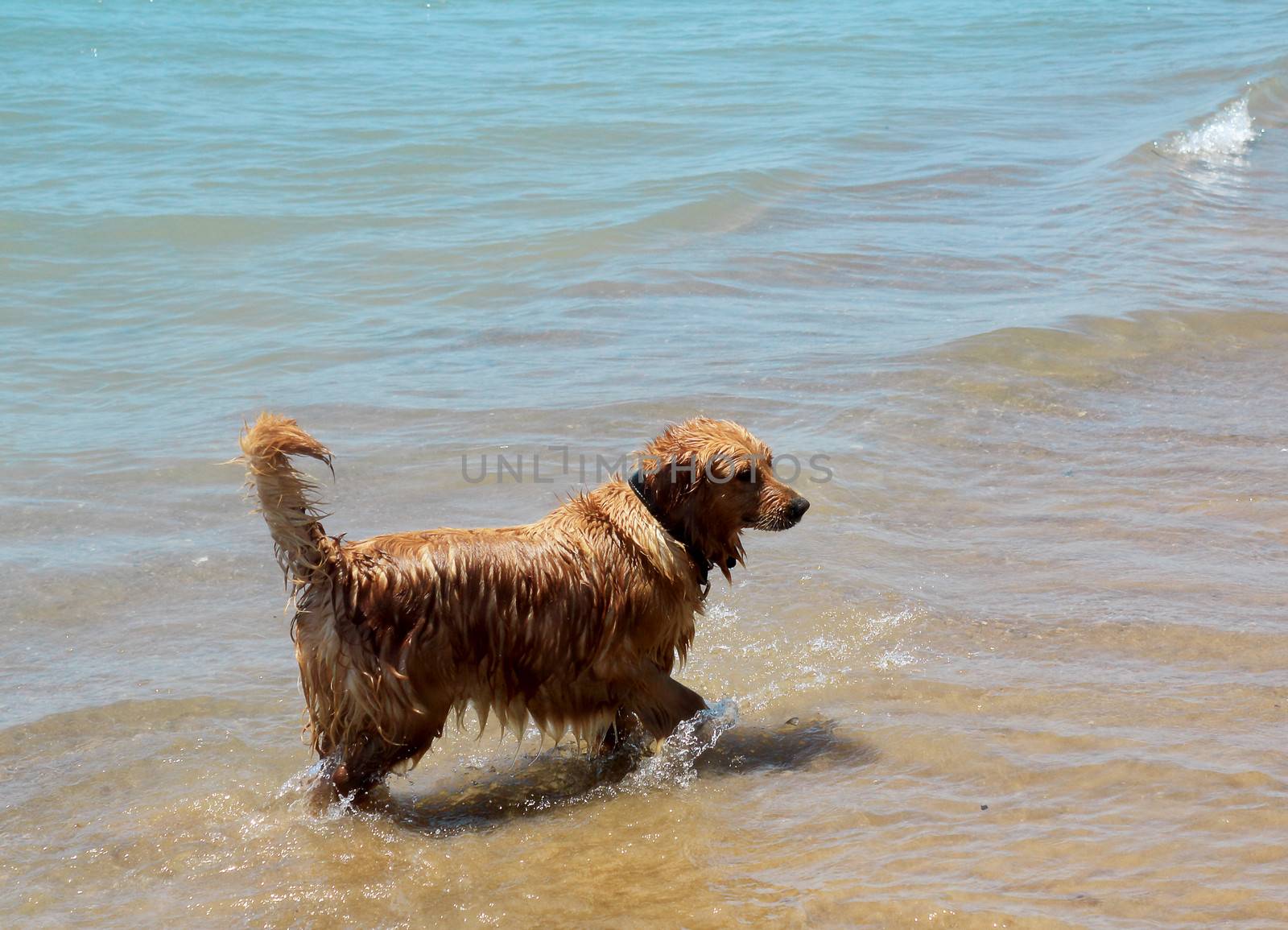 Dog on the shore of the sea plays in the water. by georgina198