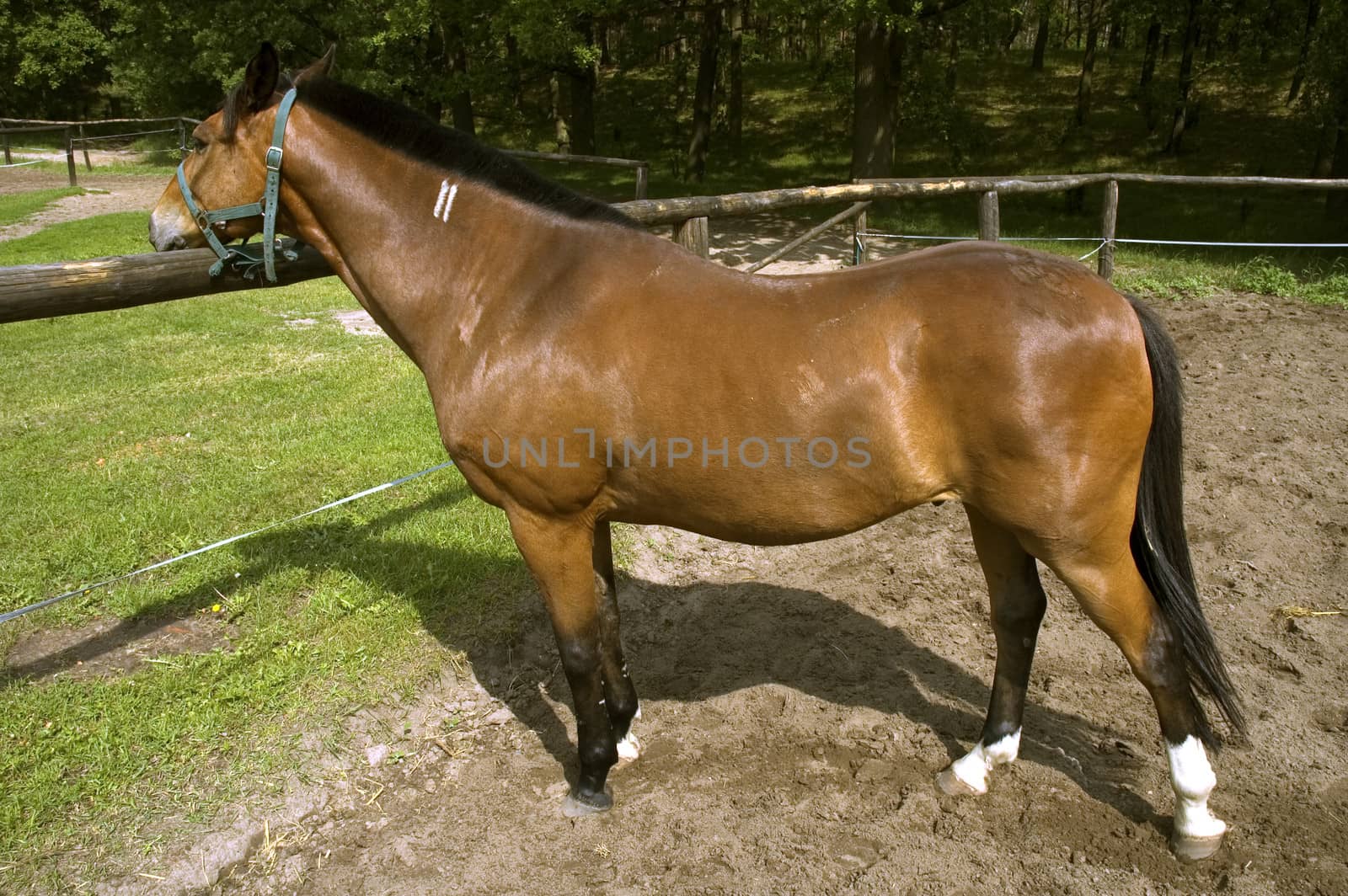 Standing Horse somewhere in stud in Poland