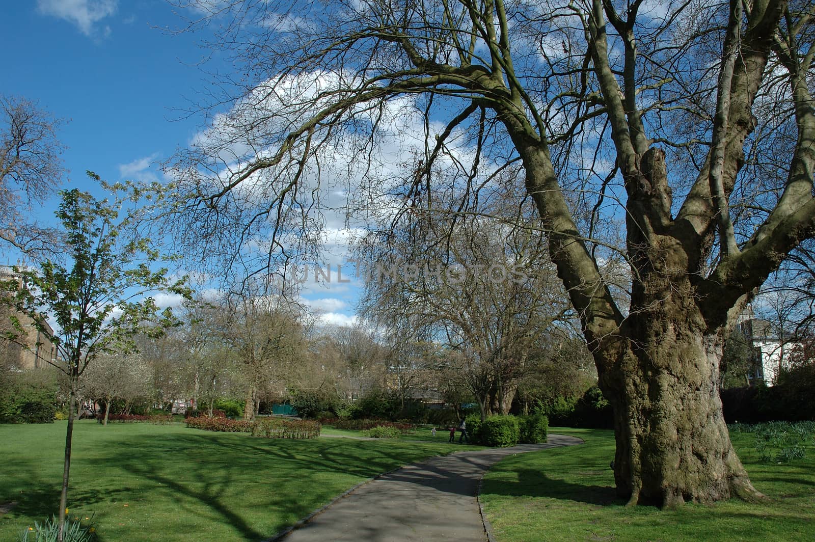 Path and trees in park by janhetman