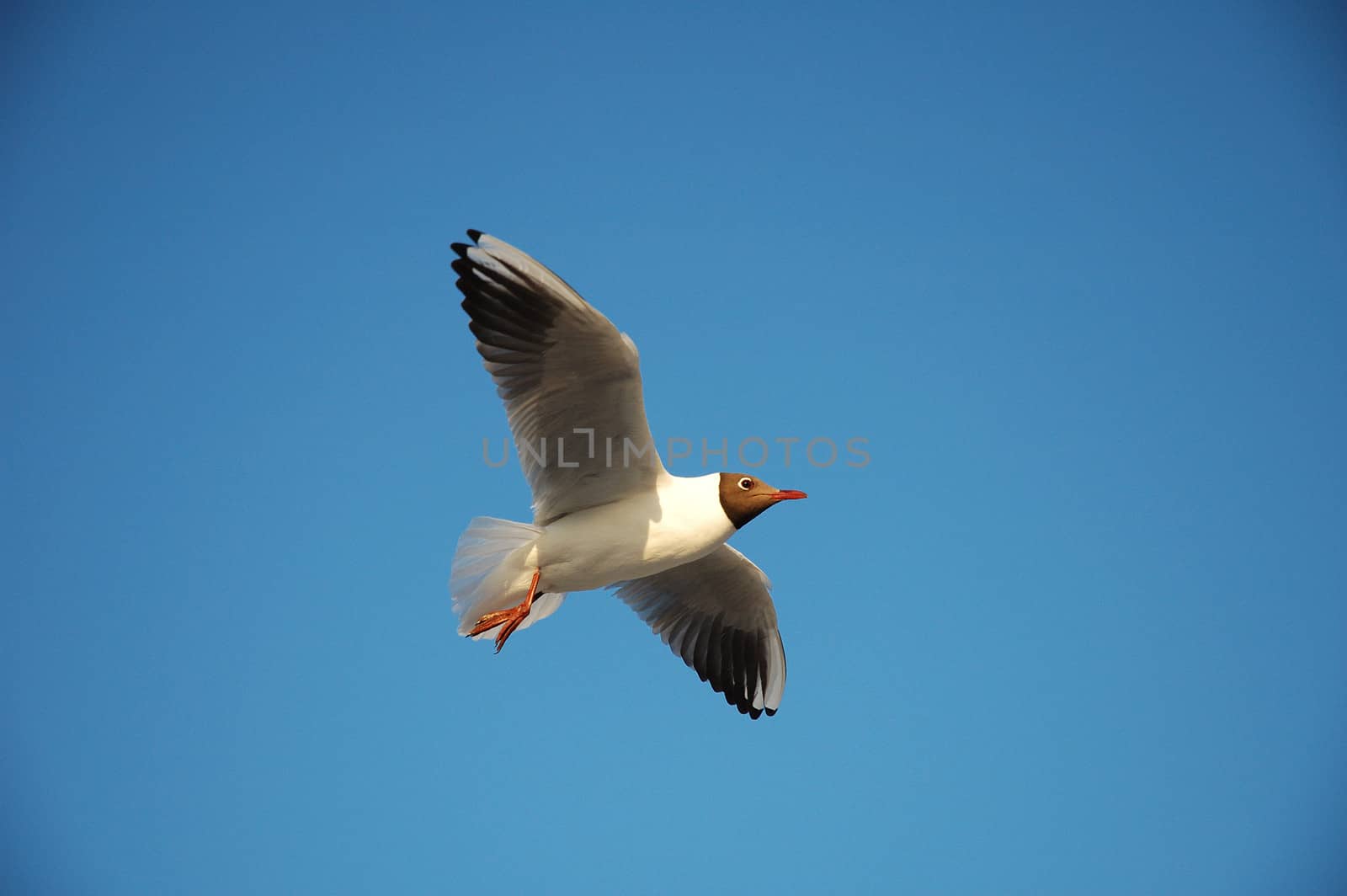 Flying Seagull by janhetman