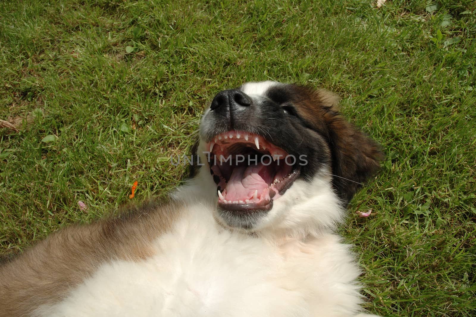 Dog lying on grass and having fun