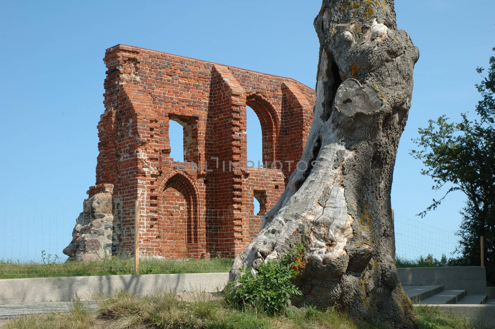 Tree and church ruins in Trzesacz in Poland