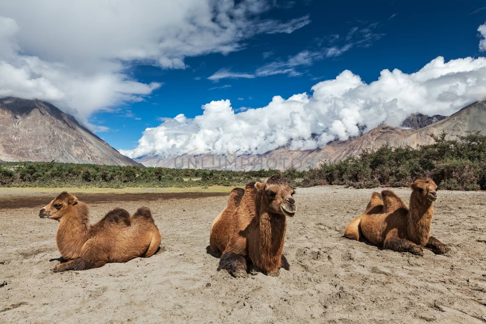 Bactrian camels in Himalayas. Hunder village, Nubra Valley, Ladakh, Jammu and Kashmir, India