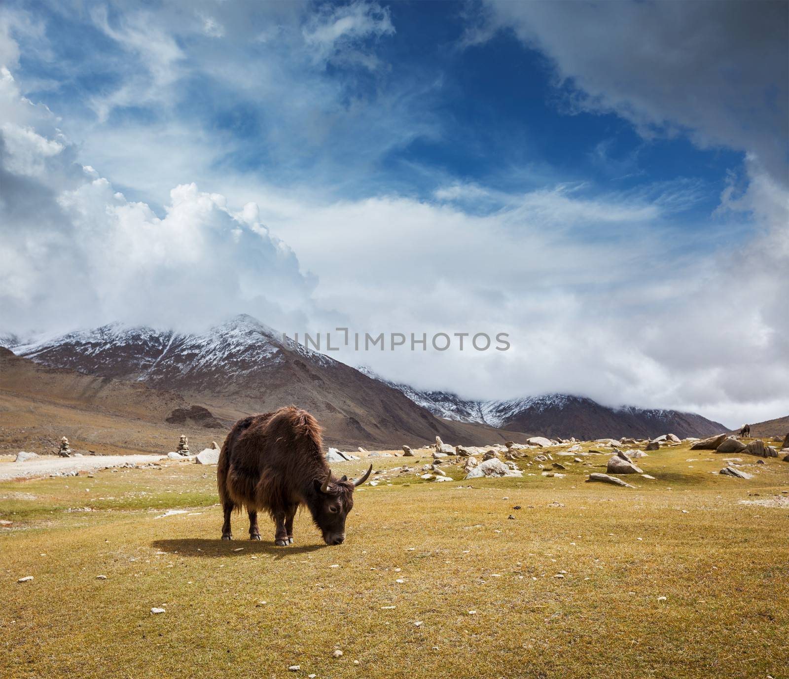 Yak grazing in Himalayas mountains. Ladakh, India