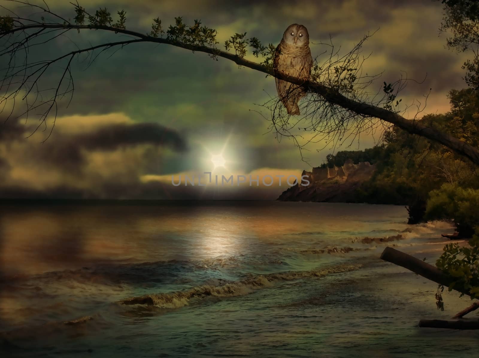 owl on beach in the evening depiction