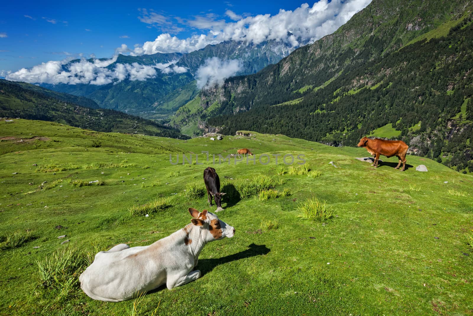 Cows grazing in Himalayas by dimol