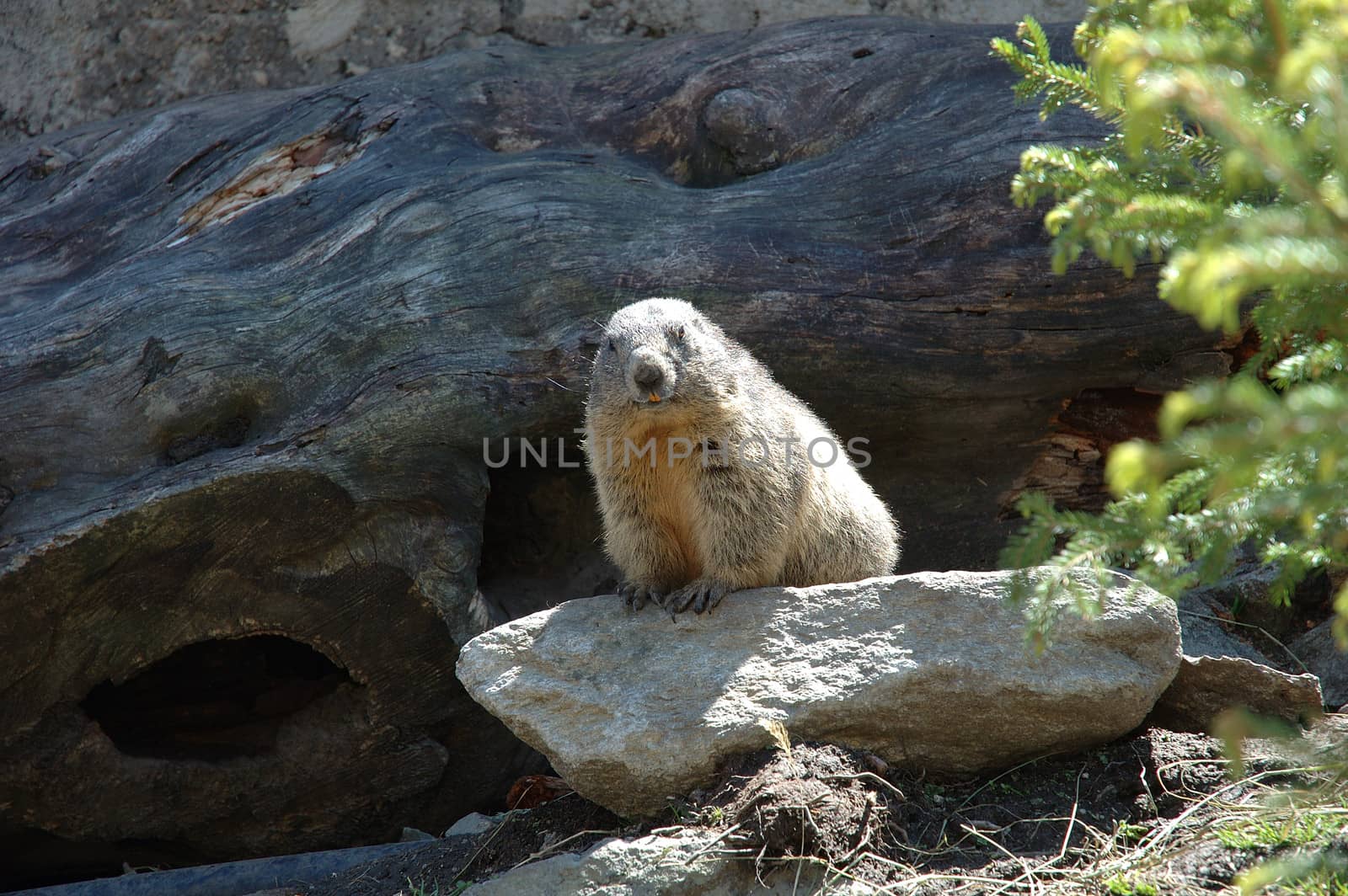 Marmot somewhere in Alps in Switzerland