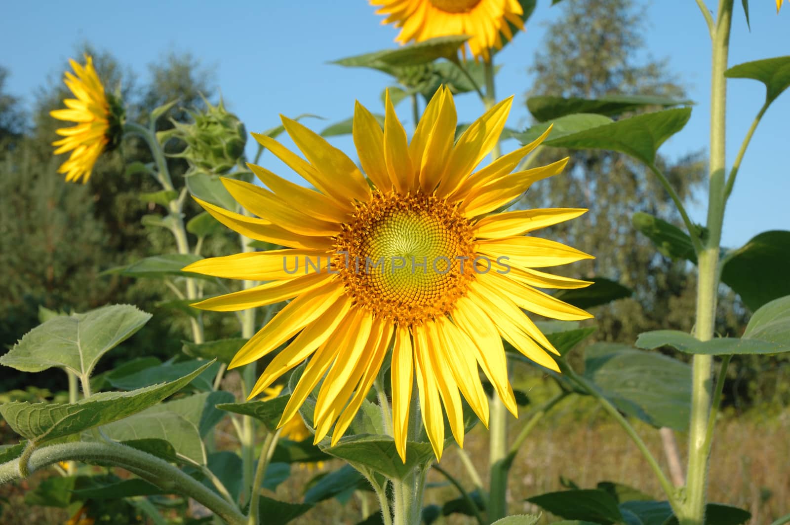 Sunflowers in garden early morning