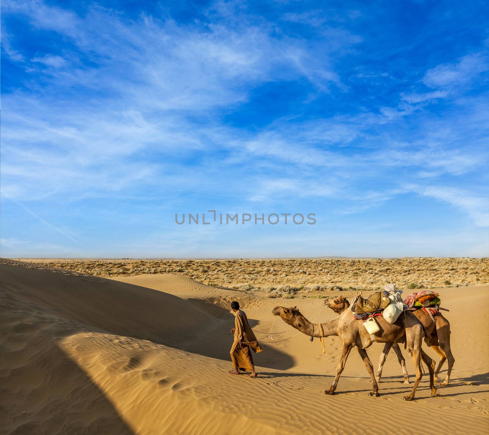 Cameleer (camel driver) with camels in dunes of Thar desert. Raj by dimol
