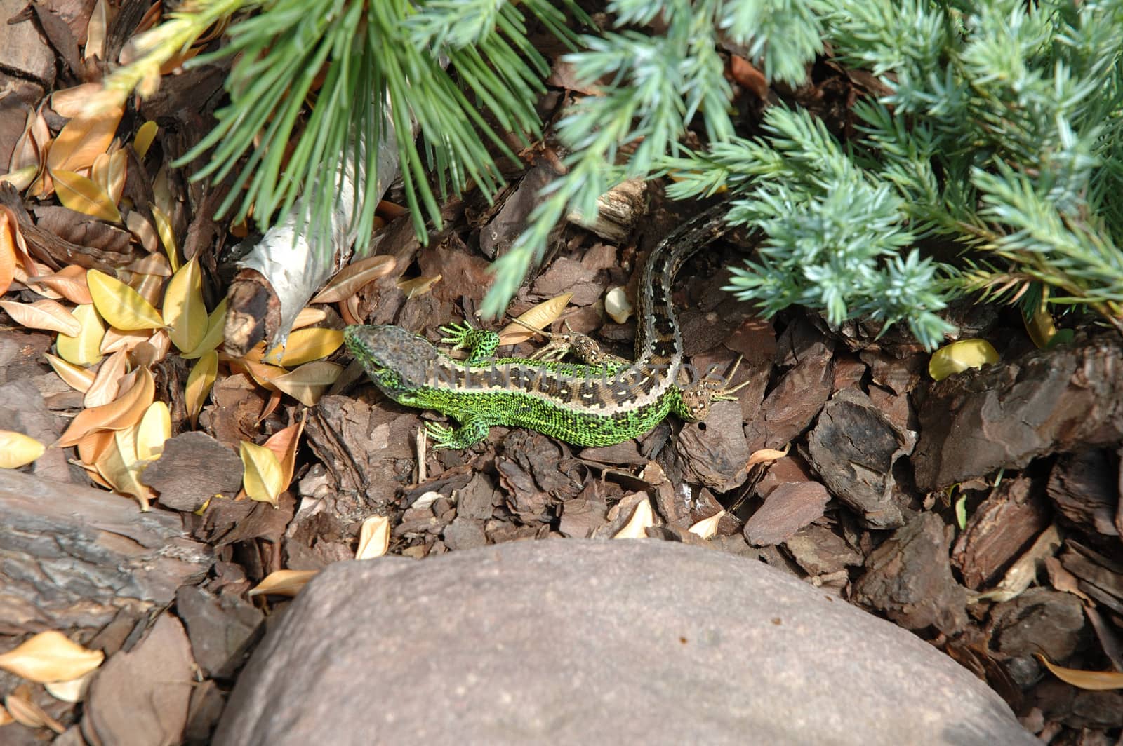 Lizard walking through bushes in garden