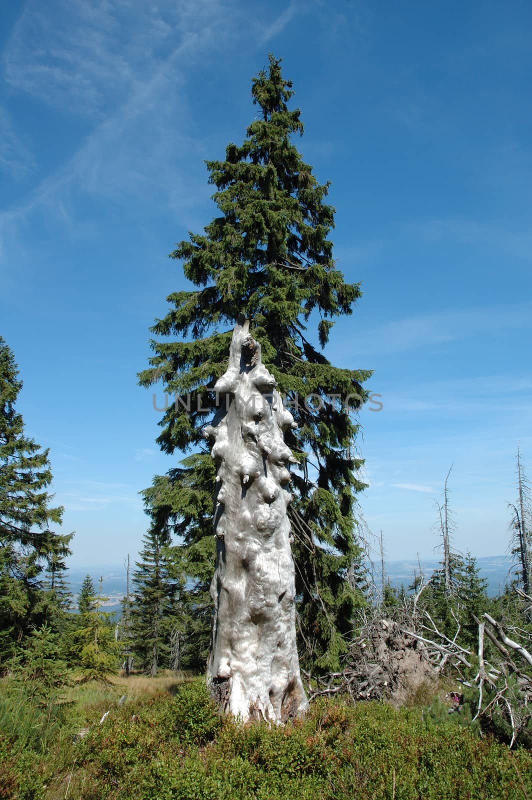 Trunk of old withered tree somewhere in Karkonosze mountains in Poland