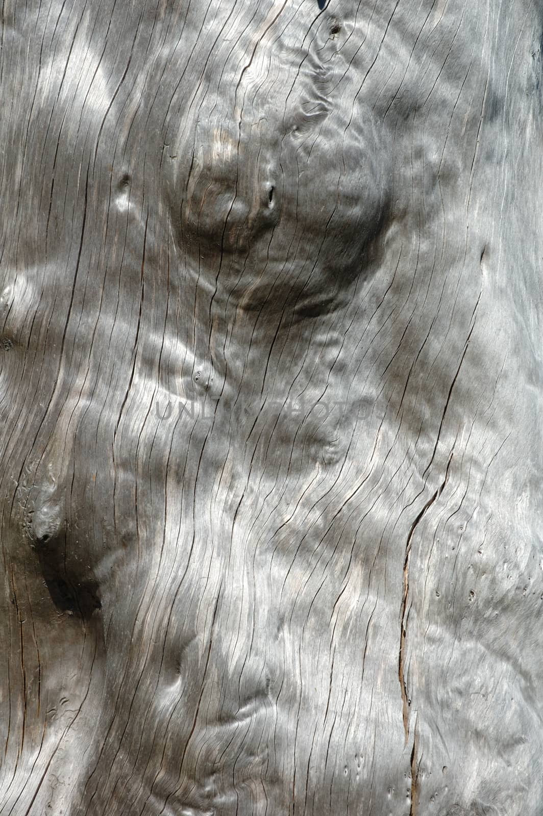 Trunk of old withered tree - background