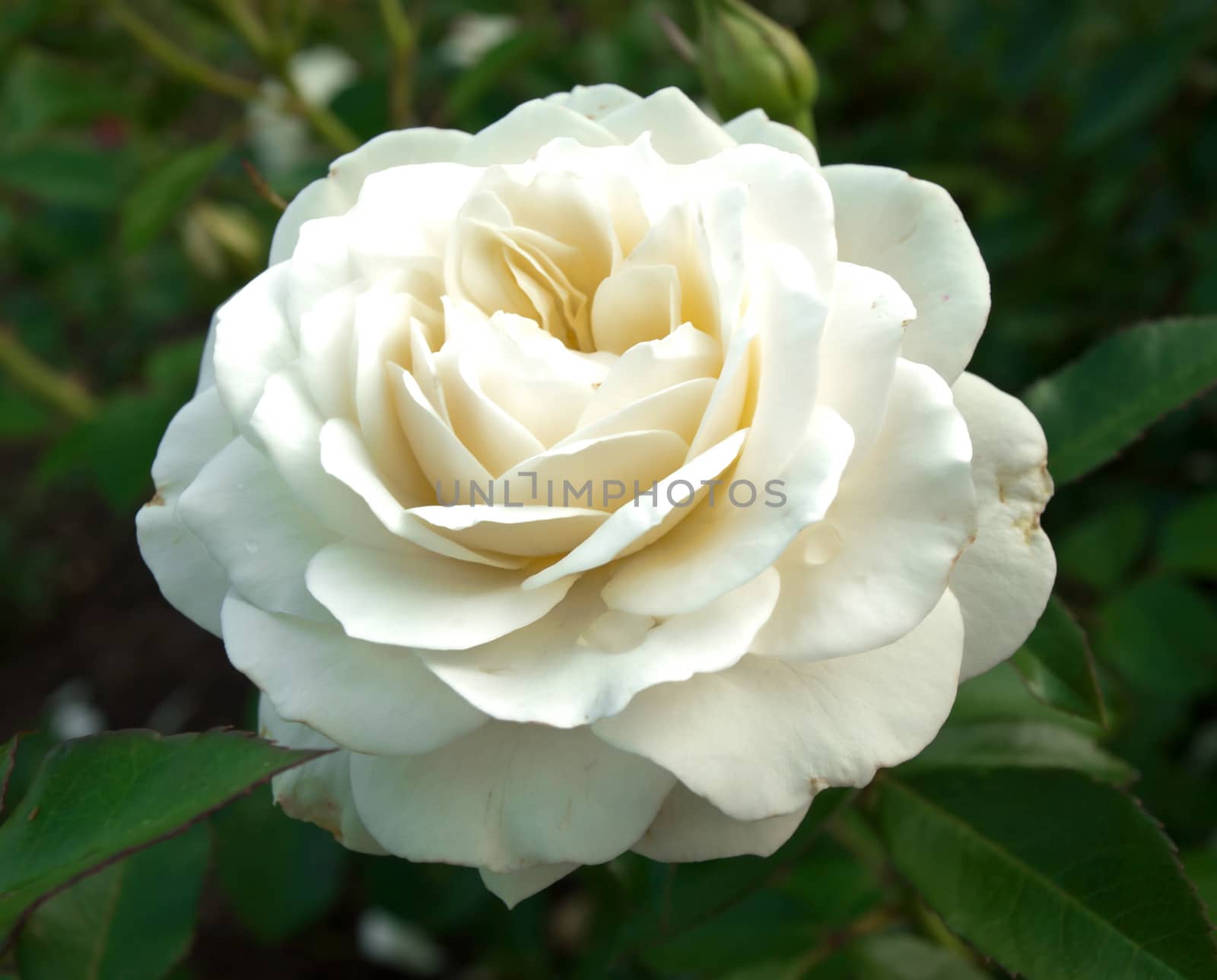 single white rose in garden