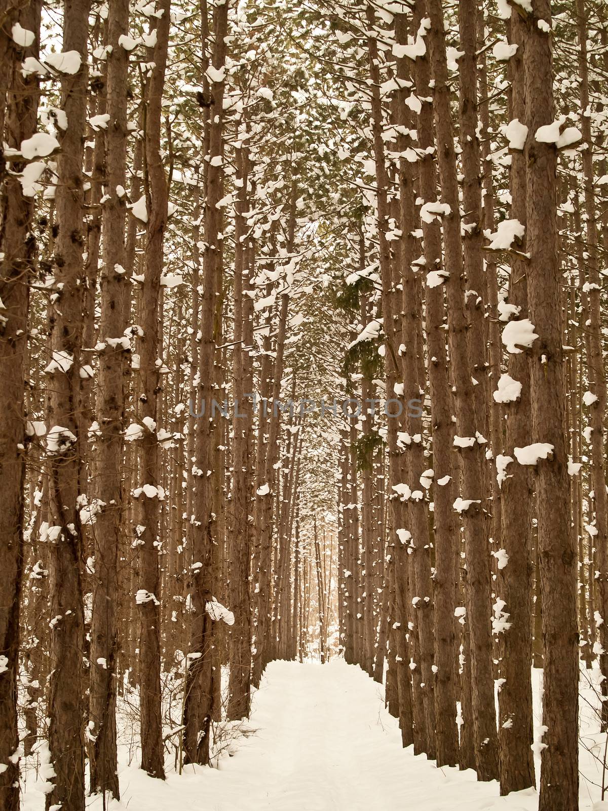 hiking trail lined by white pine trees in winter